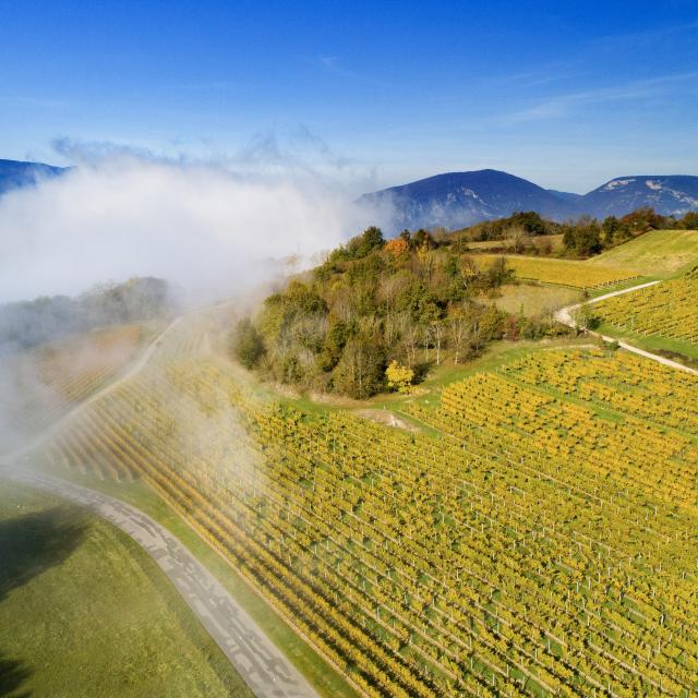 Vignoble du Bugey