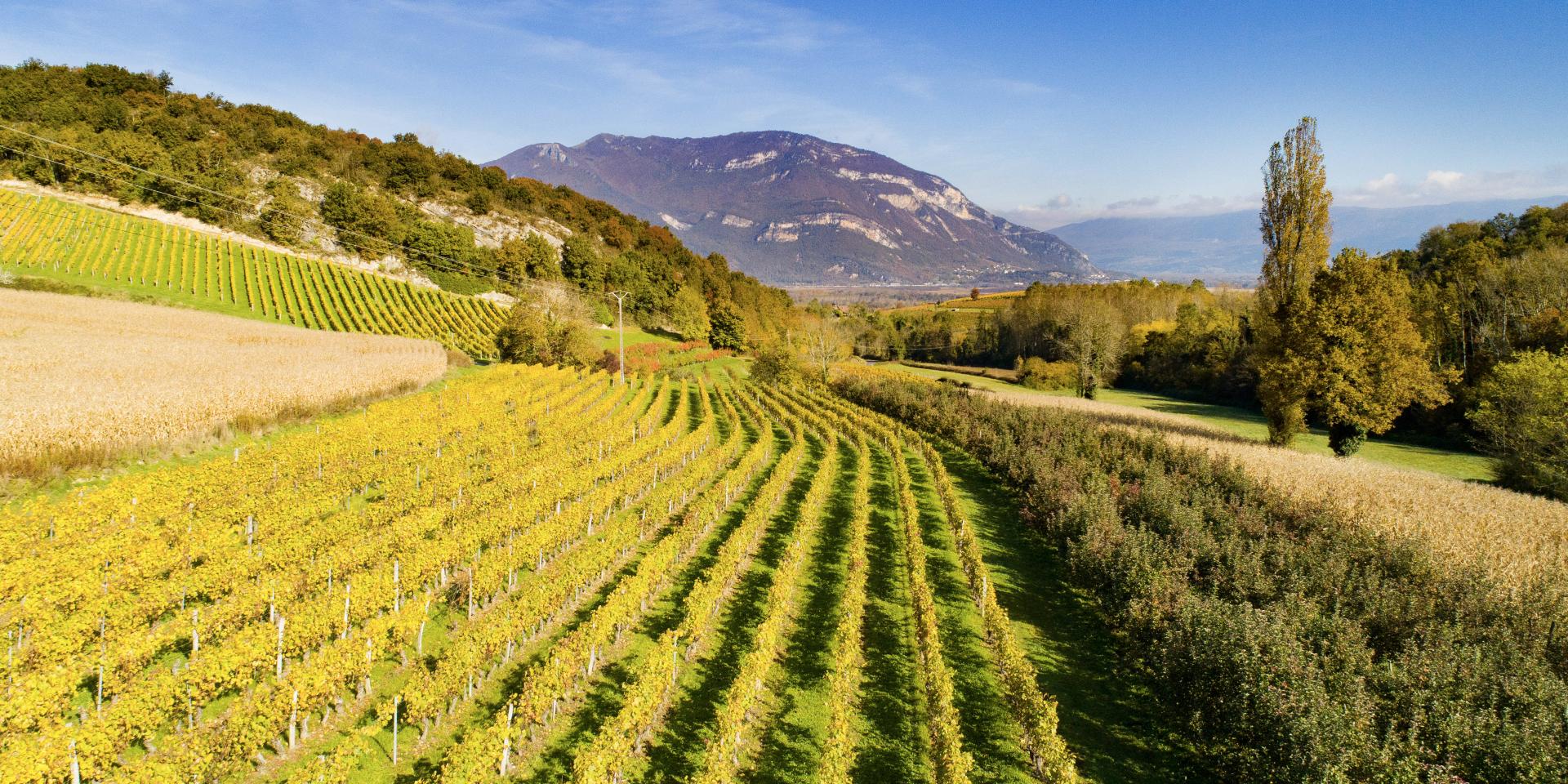 Vignoble du Bugey au pied du Grand Colombier
