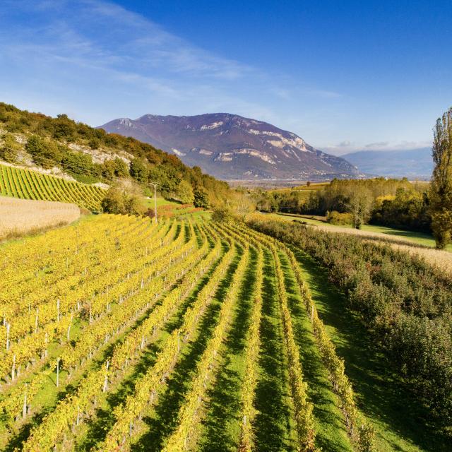 Vignoble du Bugey au pied du Grand Colombier