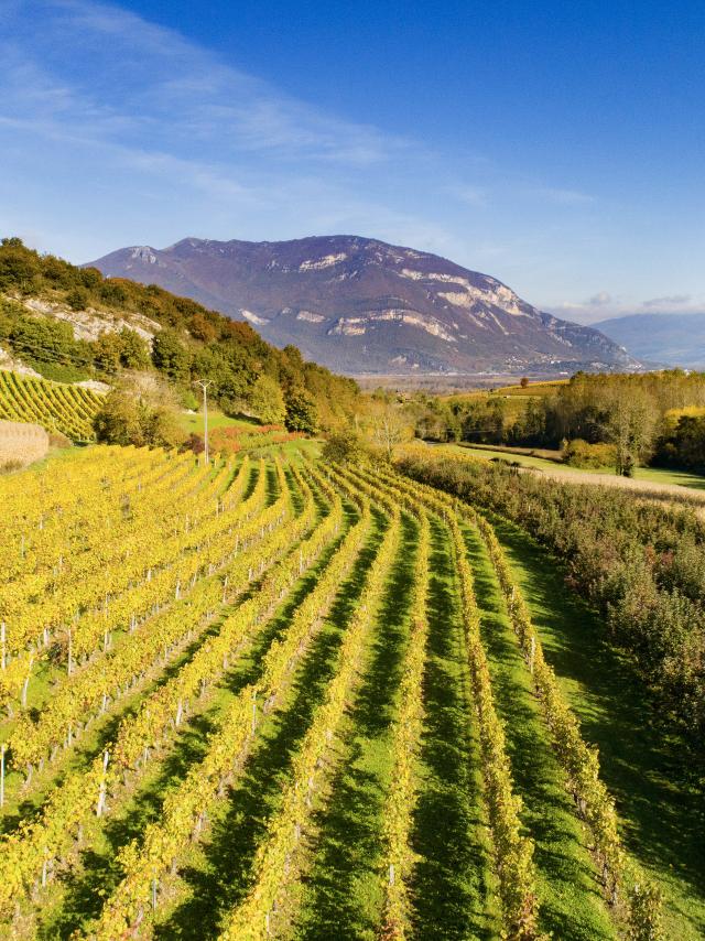 Vignoble du Bugey au pied du Grand Colombier