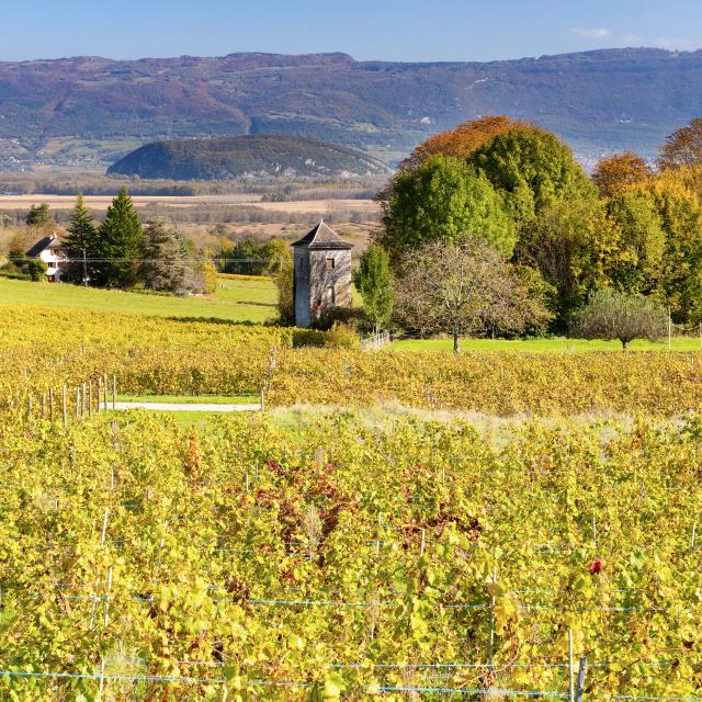 Vignoble du Bugey en automne