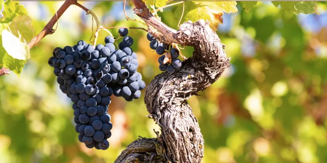 Grappes de raisin des vignobles du Bugey
