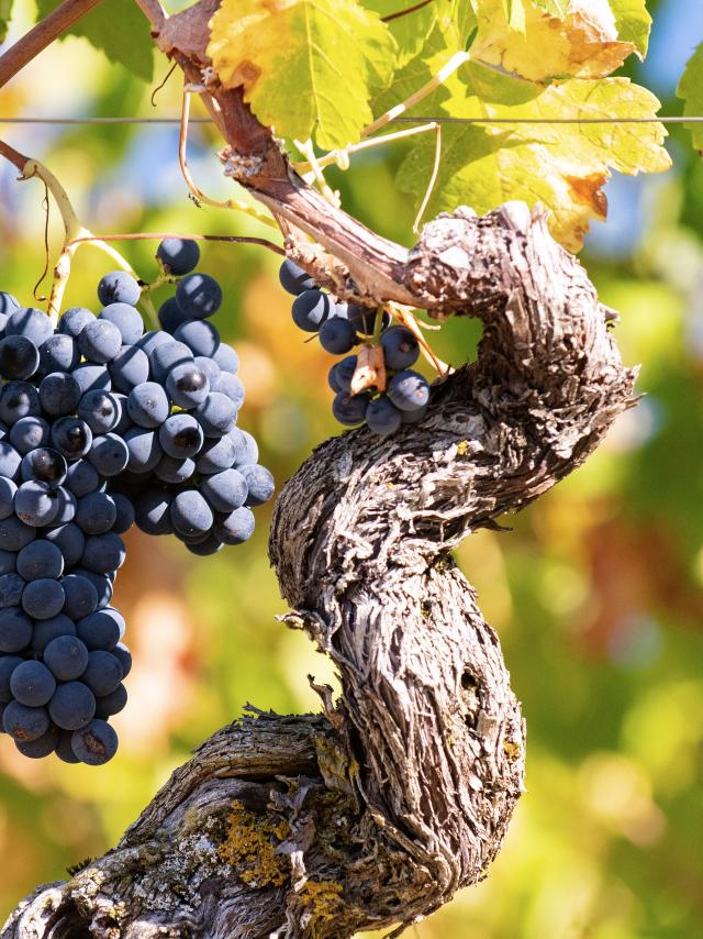 Grappes de raisin des vignobles du Bugey