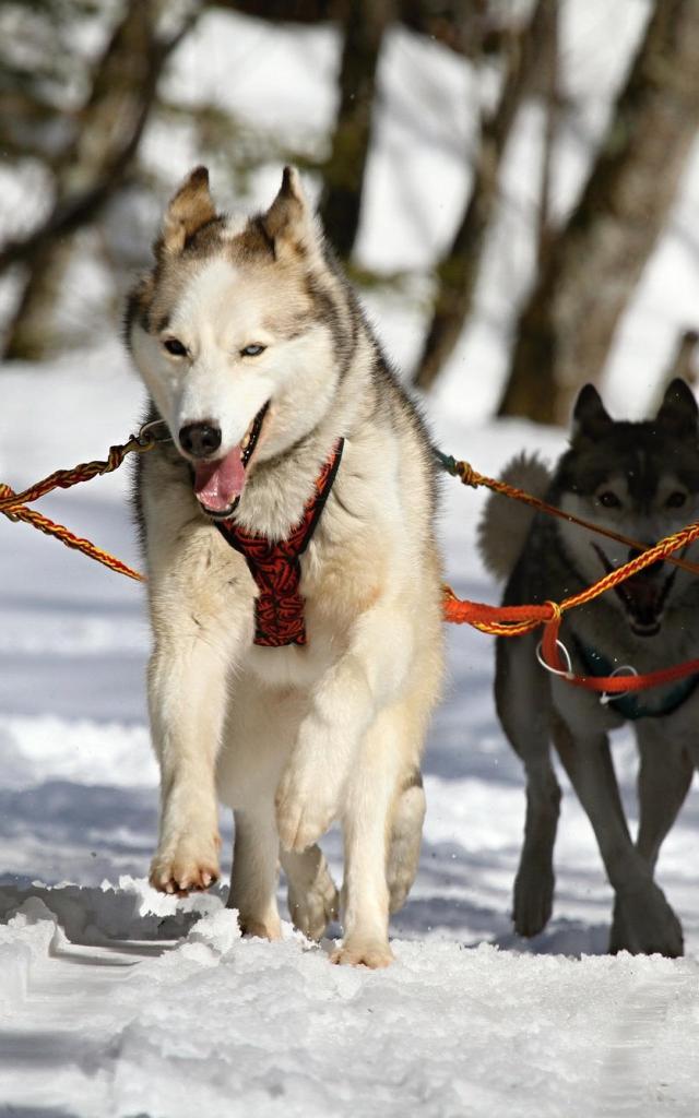 Balades en chiens de traîneau sur le Plateau de Retord
