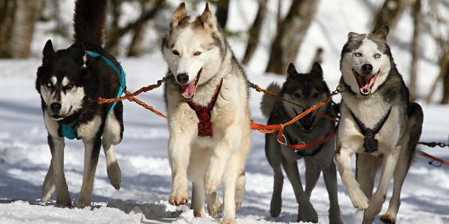 Balades en chiens de traîneau sur le Plateau de Retord