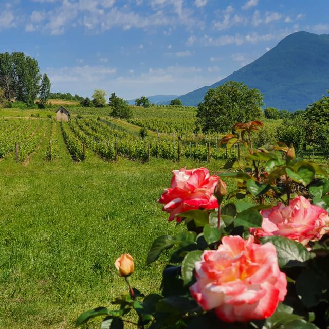 Domaine Monin à Vongnes