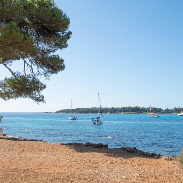Littoral Ile Sainte Marguerite©alix Poncet(7)