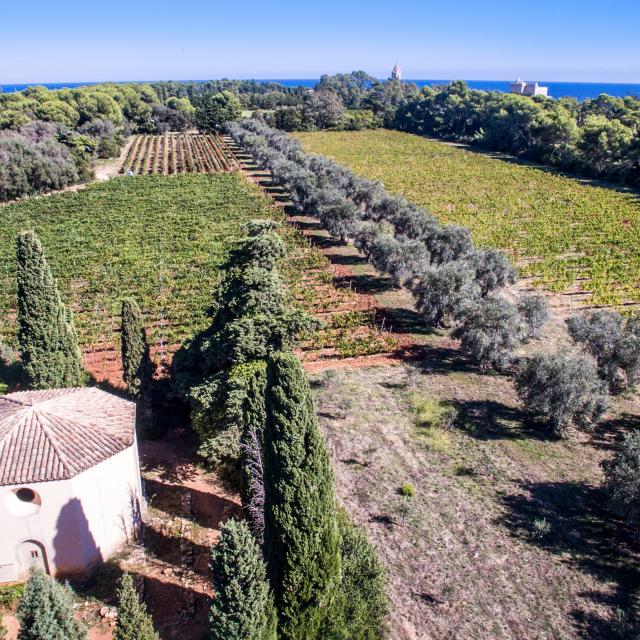 vignes-saint-honorat-mairie-de-cannes-axis-drone-1.jpg