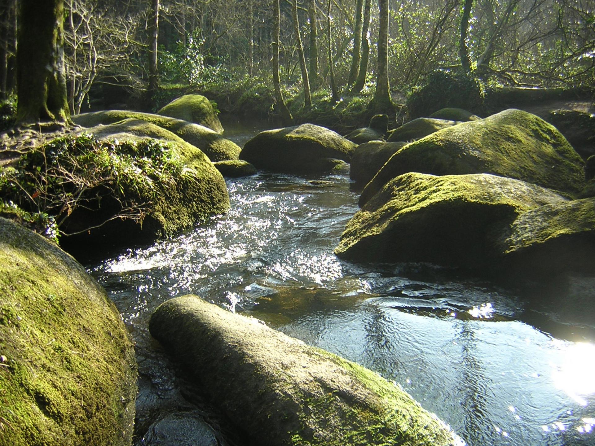 La Foret D Argent