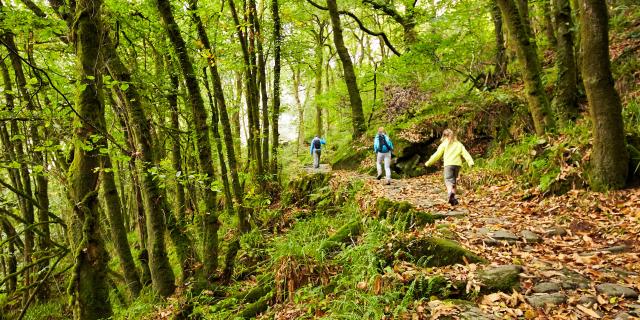 Randonnée en forêt