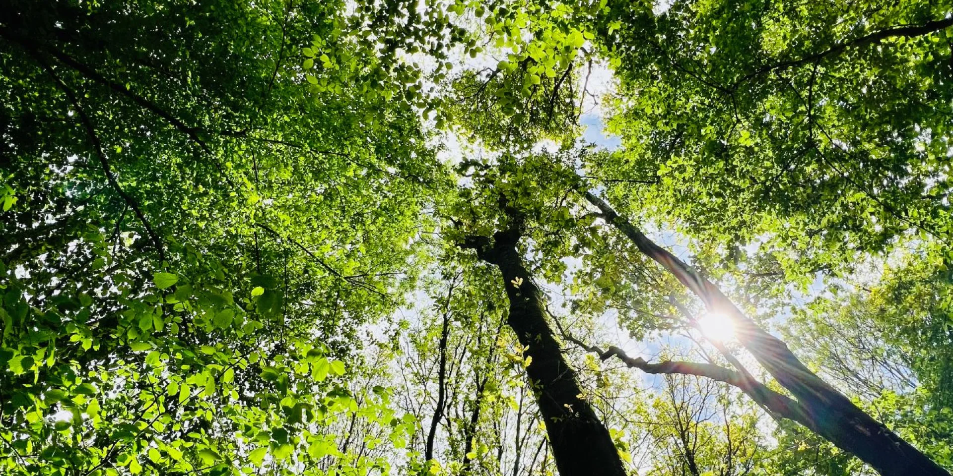 Arelaune En Seine 2022 Feuillage Cime Parc Naturel Regional Boucles De La Seine Csnt