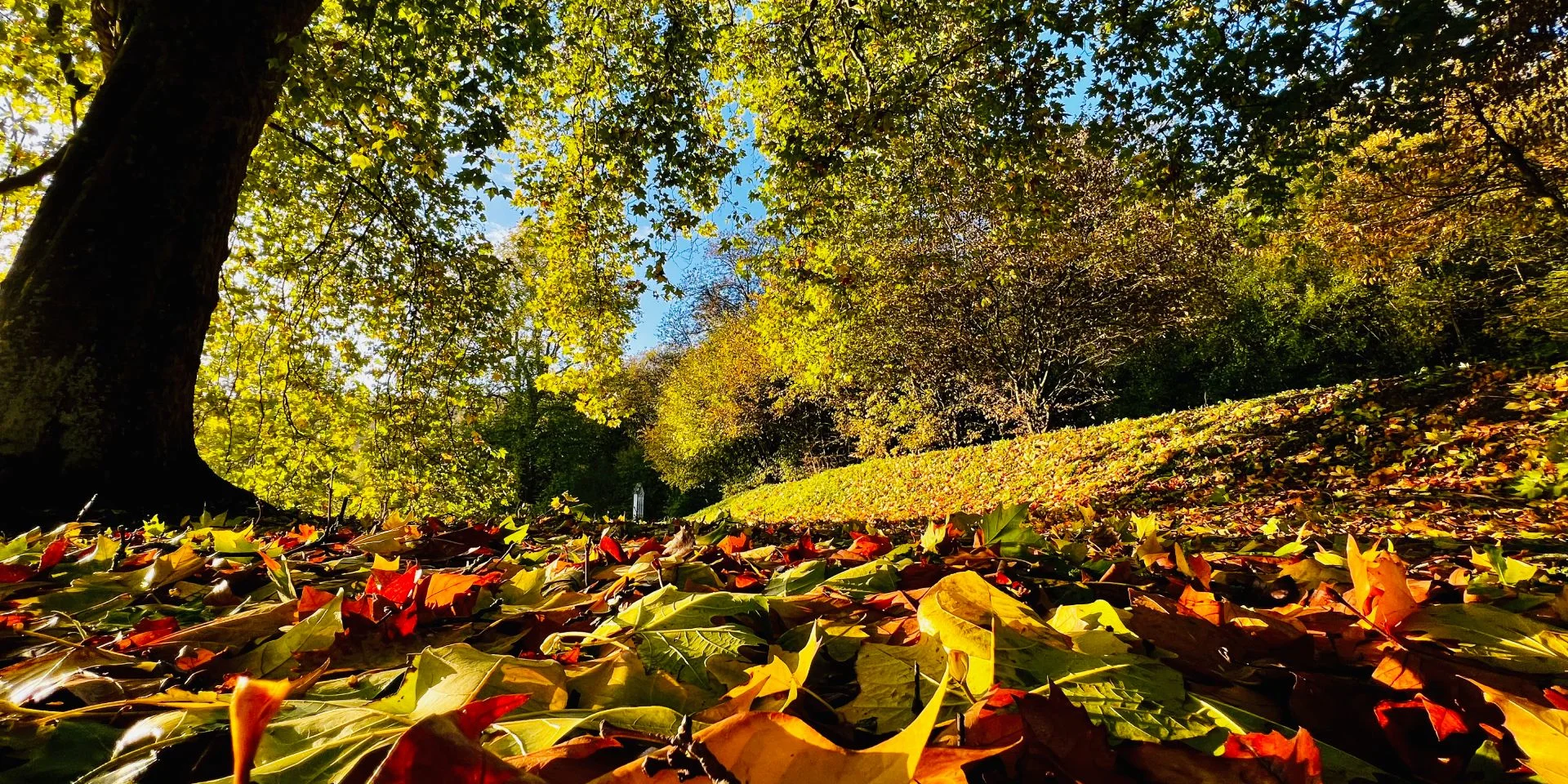 Gruchet Le Valasse 2023 Abbaye Du Valasse A L'Automne Dans Le Parc Csnt