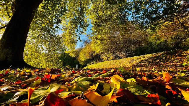Gruchet Le Valasse 2023 Abbaye Du Valasse A L'Automne Dans Le Parc Csnt