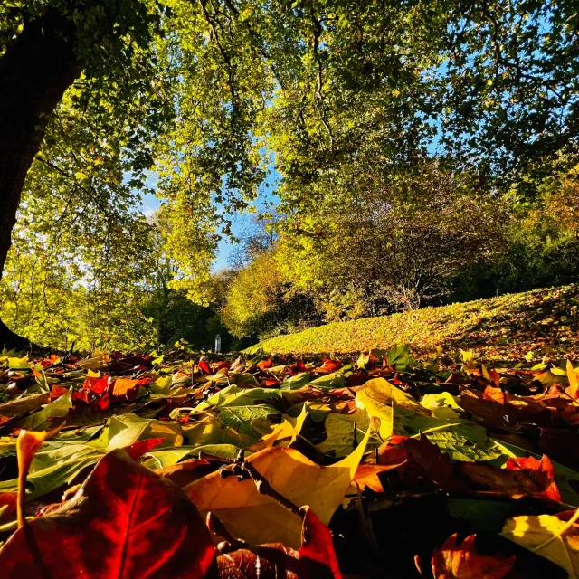 Gruchet Le Valasse 2023 Abtei Du Valasse Im Herbst Im Park Csnt