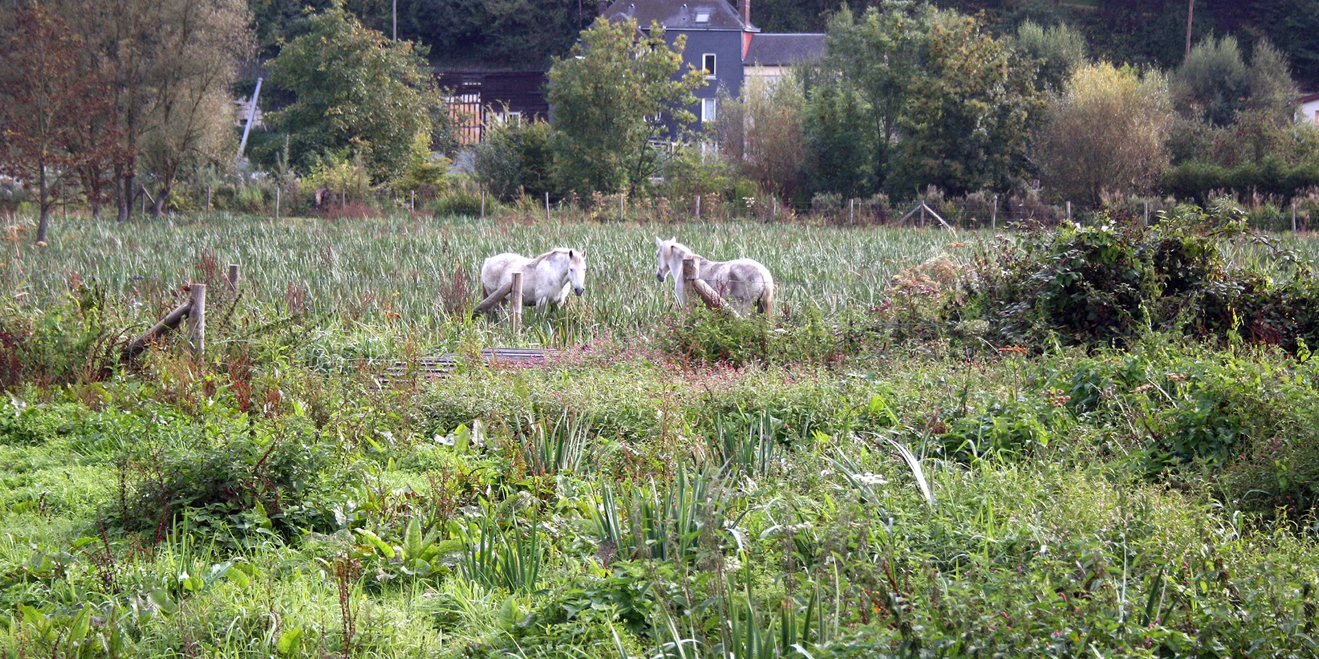Caudebec En Caux 2011 Marais Csnt