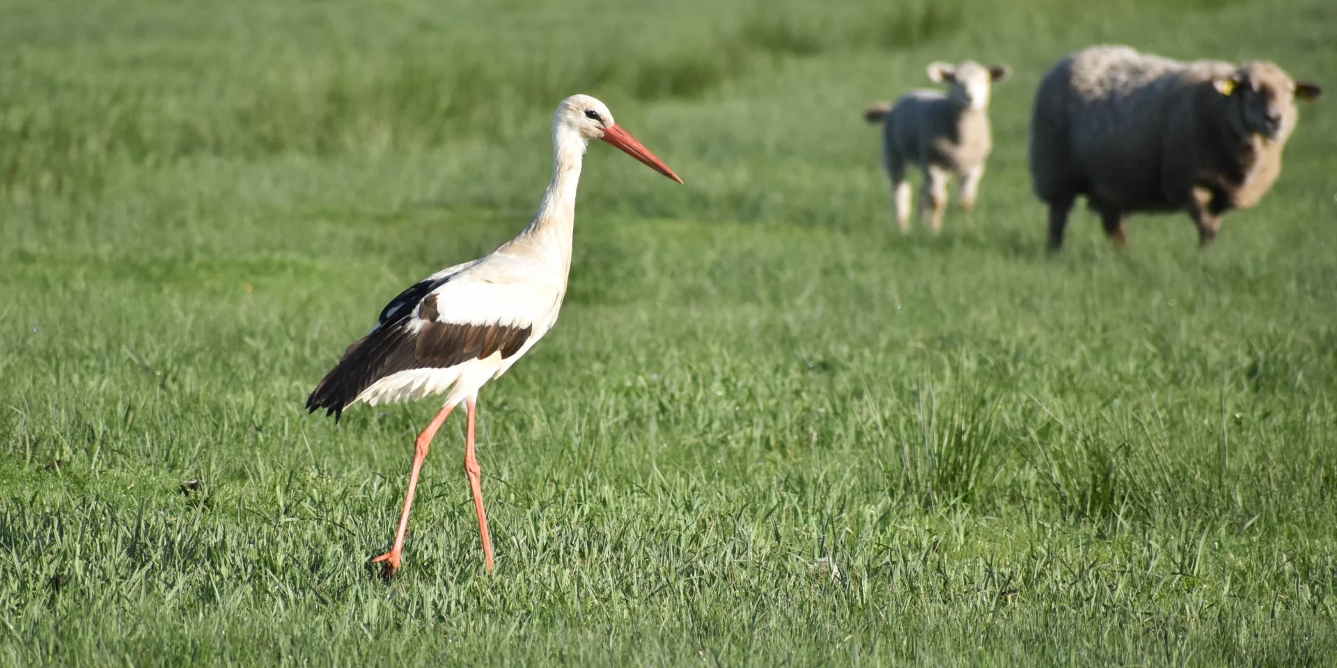 Espace Nautrel Ornithology White Storkleagodet