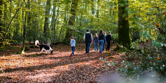 Foret De Brotonne Herbst 2024 Familie Spaziergang La Mailleraye Sur Seine Arelaune En Seine Agentur Gute Zeit