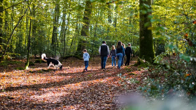 Foret De Brotonne Automne 2024 Famille Promenade La Mailleraye Sur Seine Arelaune En Seine Agence Bonne Heure