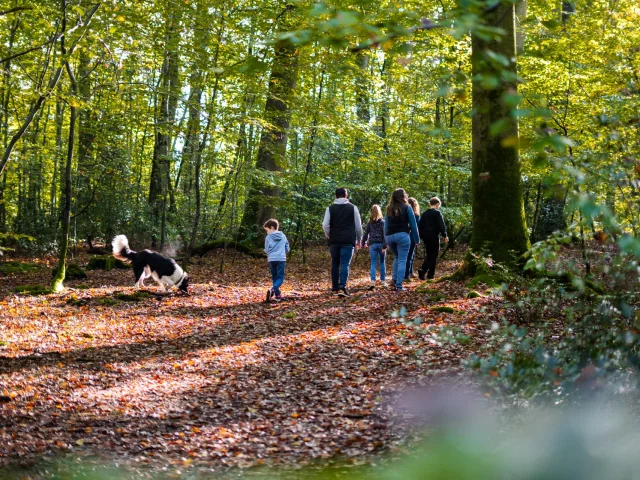 Foret De Brotonne Automne 2024 Famille Promenade La Mailleraye Sur Seine Arelaune En Seine Agence Bonne Heure