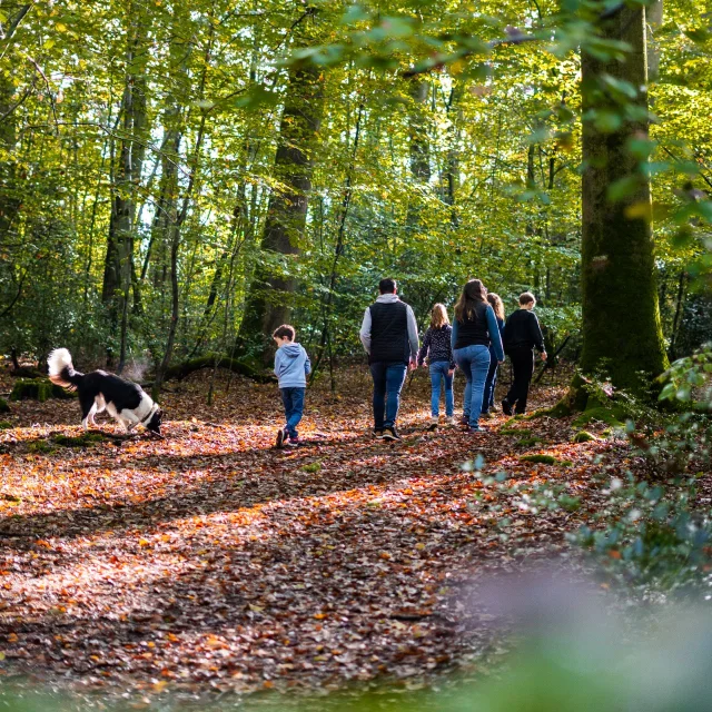 Foret De Brotonne Automne 2024 Famille Promenade La Mailleraye Sur Seine Arelaune En Seine Agence Bonne Heure