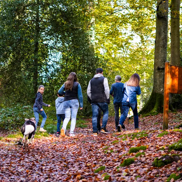 2024 Automne Balade En Foret De Brotonne 2 Agence Bonne Heure