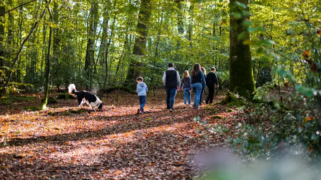 2024 Automne balade en forêt de Brotonne Agence Bonne Heure
