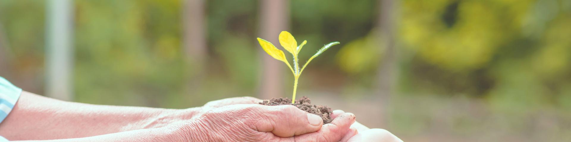 Personne Agee Enfants Tenant Plante