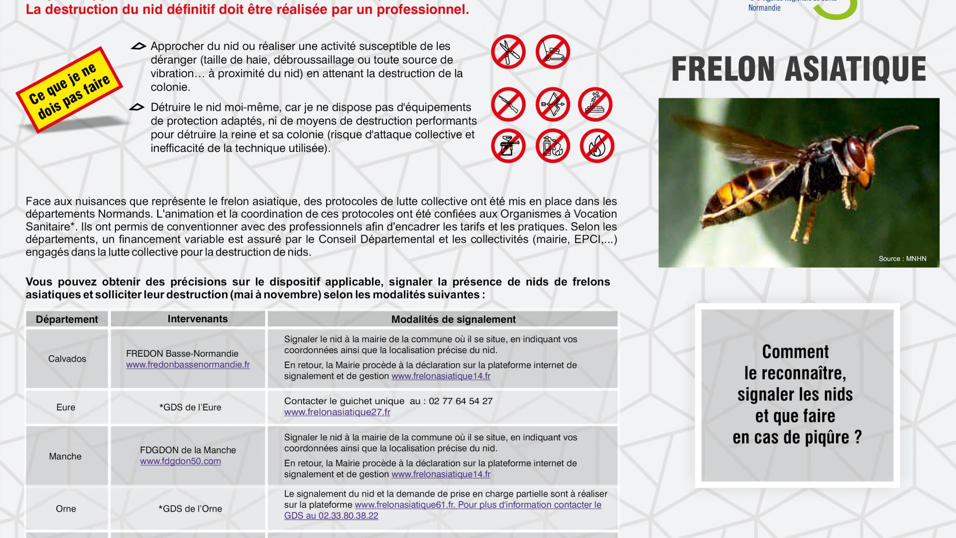 Frelon asiatique | Site officiel de la Com de Com des Villes Sœurs