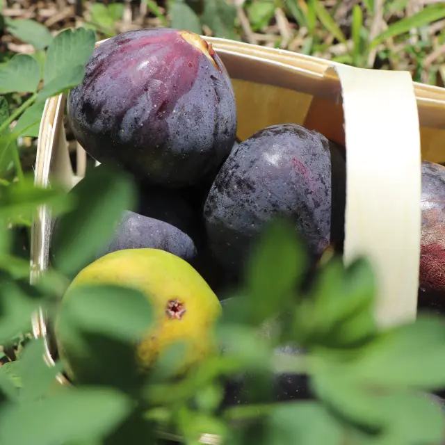 Fig Basket