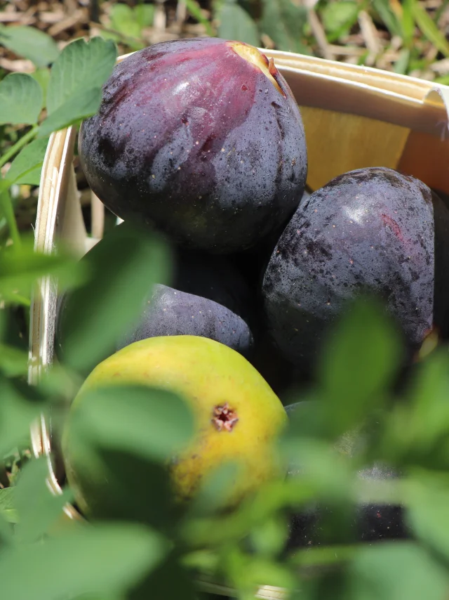 Panier De Figues