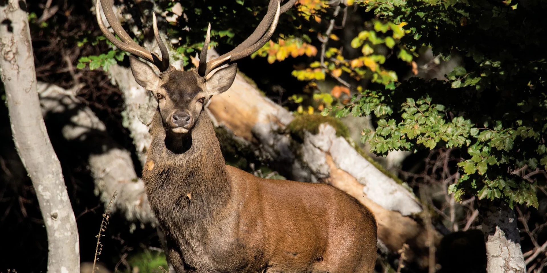 Cerf dans les Cévennes