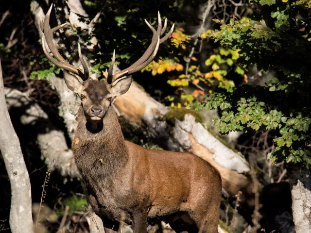 Deer in the Cevennes