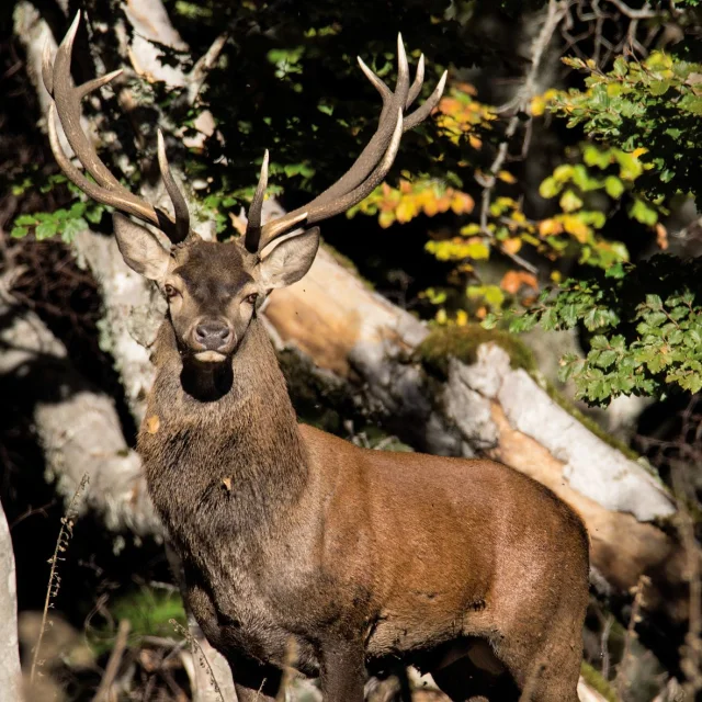 Cerf dans les Cévennes