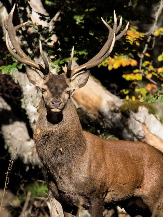 Cerf dans les Cévennes