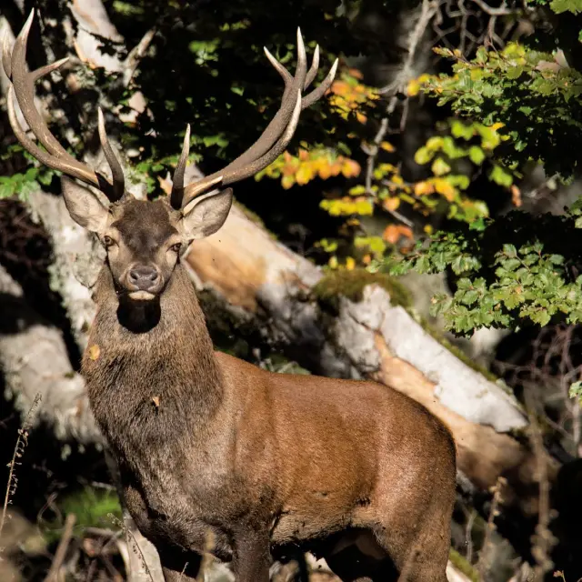 Cerf des Cévennes