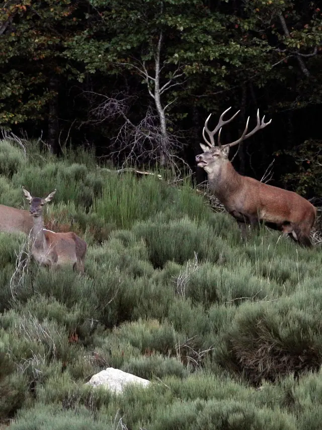 Deer and hinds
