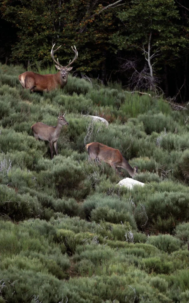 Brame du cerf