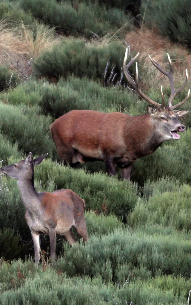 Brame du cerf