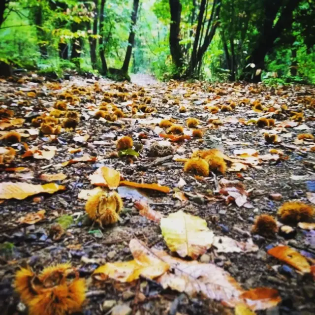Instagram #cevennes