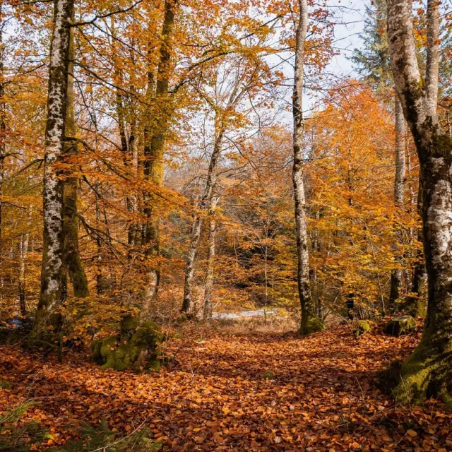 Instagram #cevennes