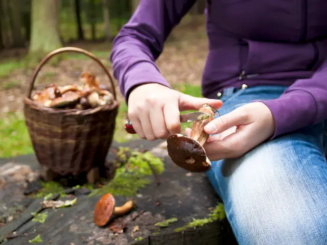Nettoyage champignons