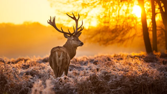 Cerf