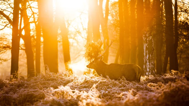 Cerf