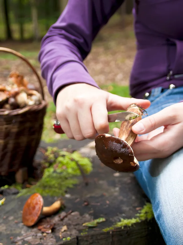 Paddenstoelen schoonmaken