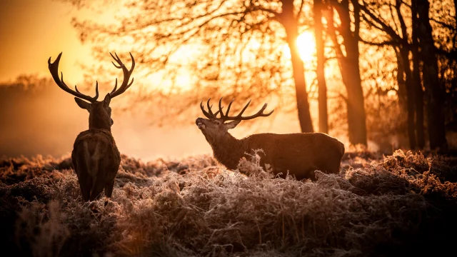 Cerf