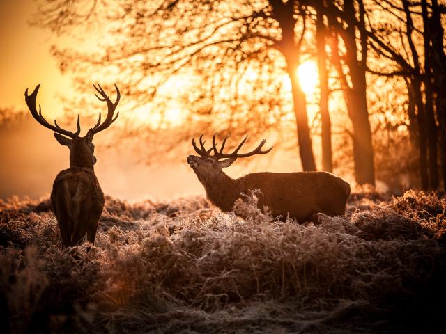 Deer