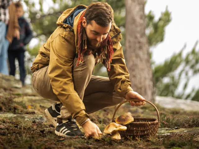 Mushroom picking