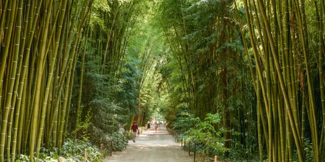 Generargues Bamboo grove