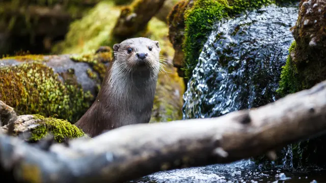 Loutre