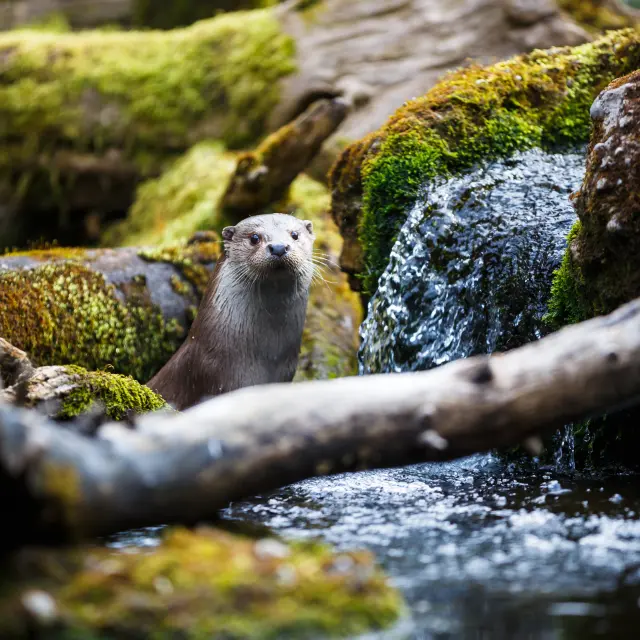 Loutre